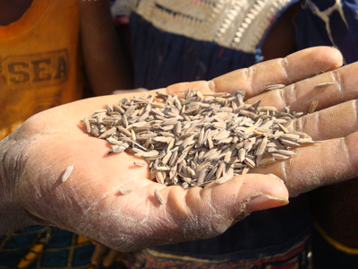 Riz sauvage récolté au bord de la mare de Dori
