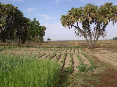 Jardins potagers aménagés en bordure de la mare de Dori