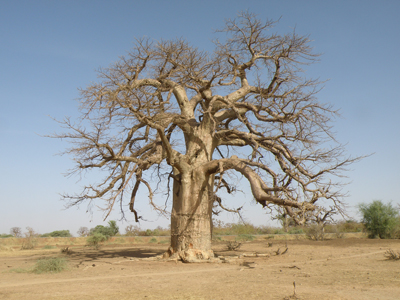 Baobab, arbre mythique de la savane africaine…